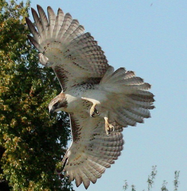 Red Tail Hawk