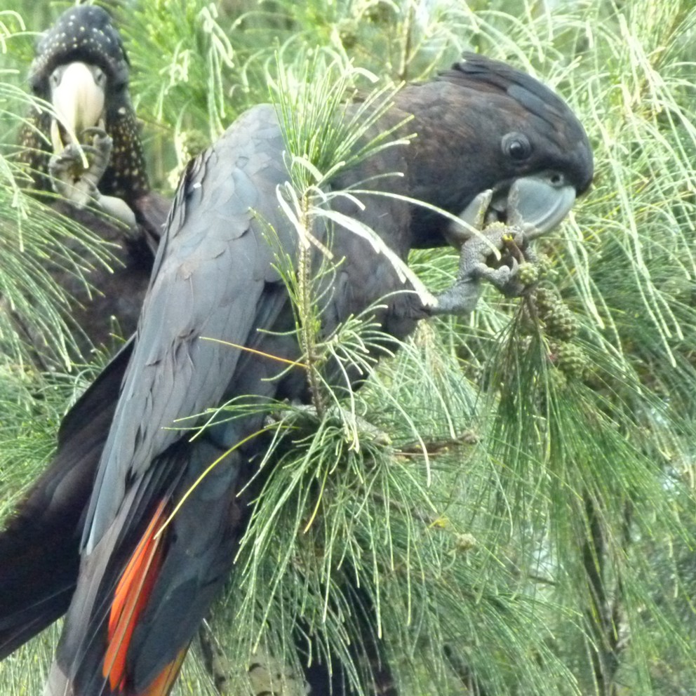 Red-tailed Black Cockatoo