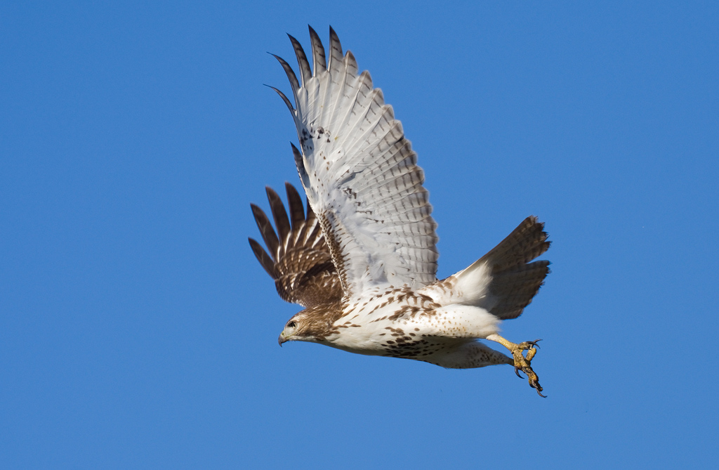 Red-tailed hawk