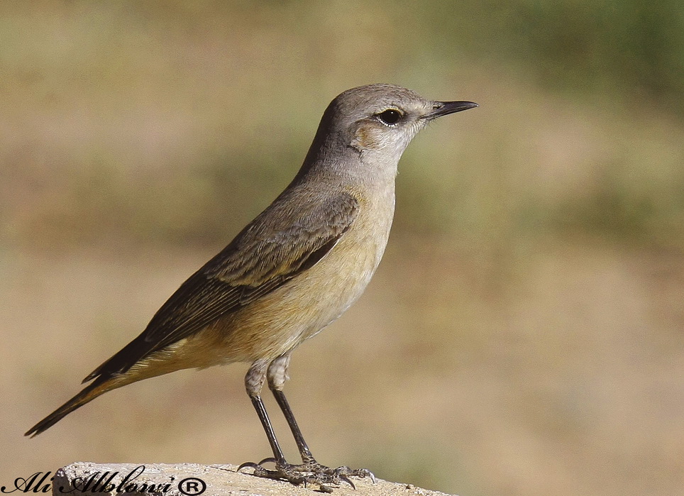 Red-tailed Wheatear