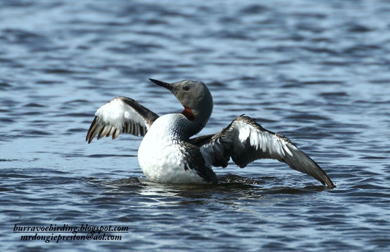 Red-throated Diver