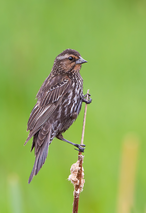 Red-winged Blackbird - female