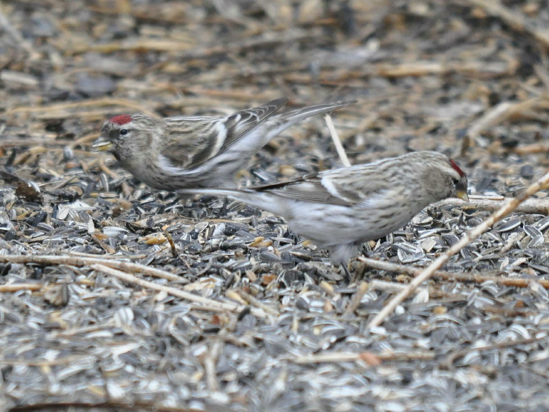 Redpoll comparison, Mealy and Arctic...