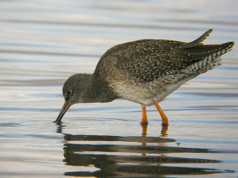 Redshank