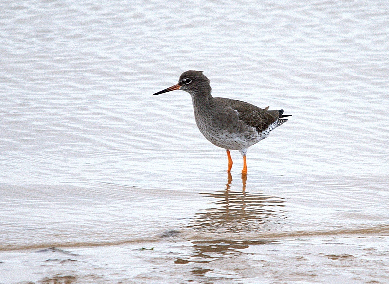 Redshank