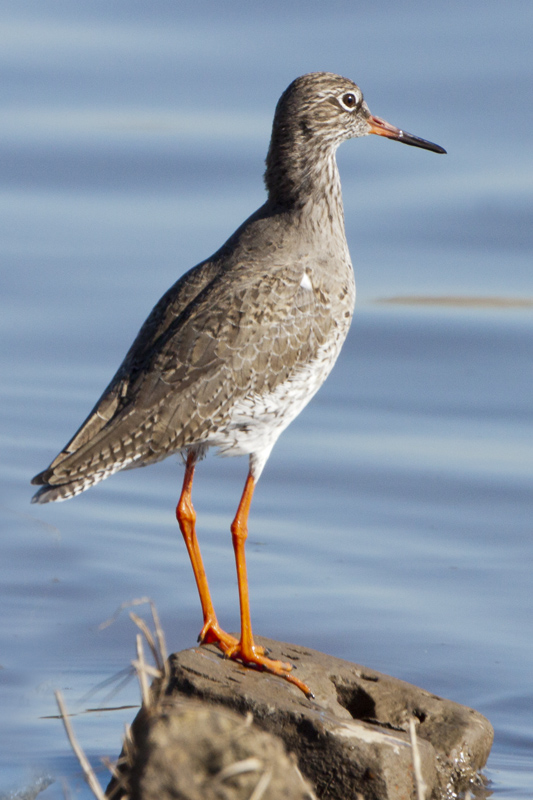 Redshank