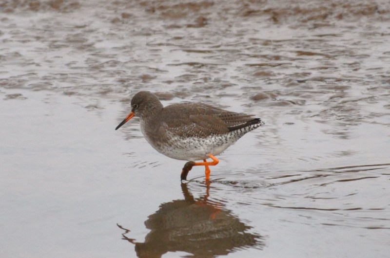 Redshank