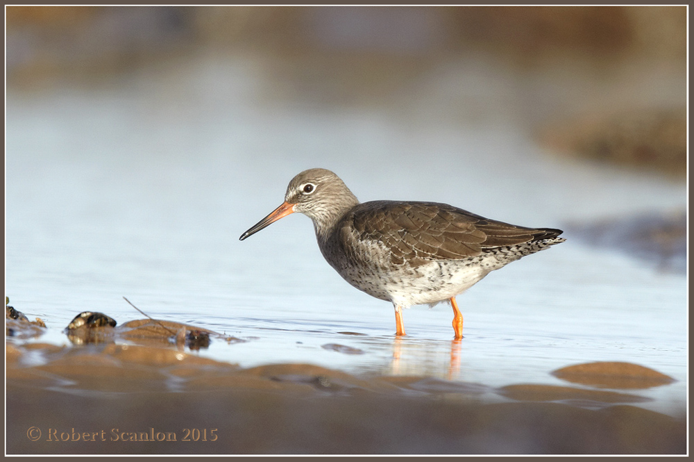 Redshank