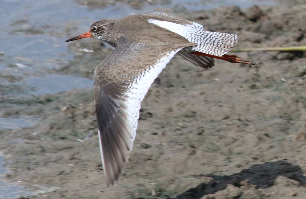 Redshank