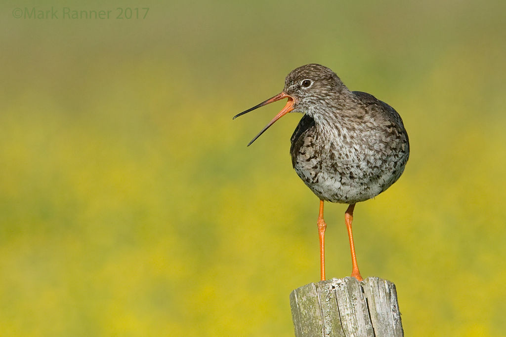 Redshank