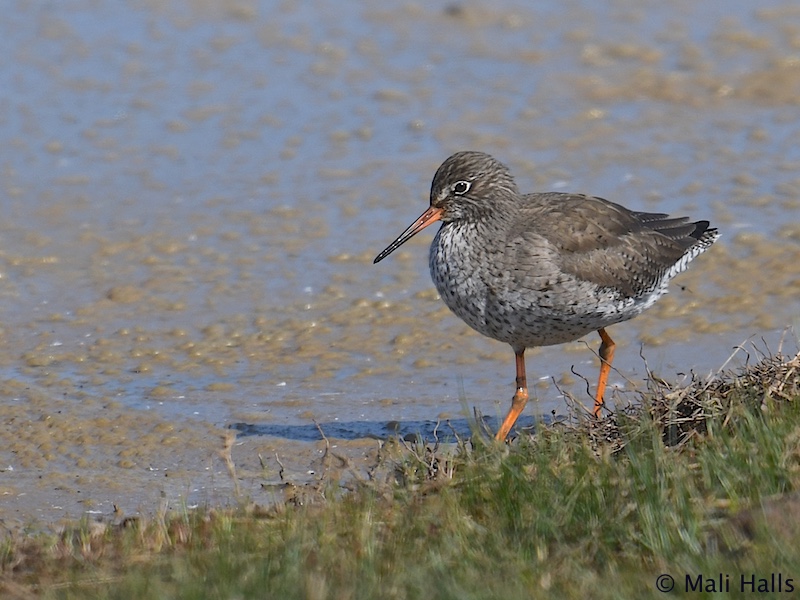 Redshank