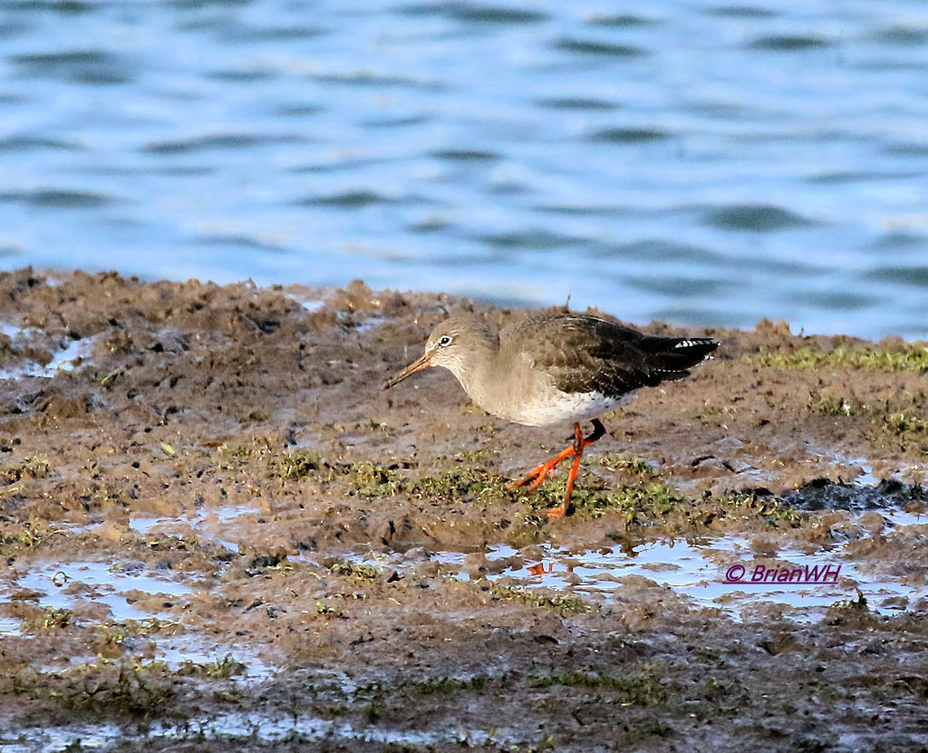 Redshank