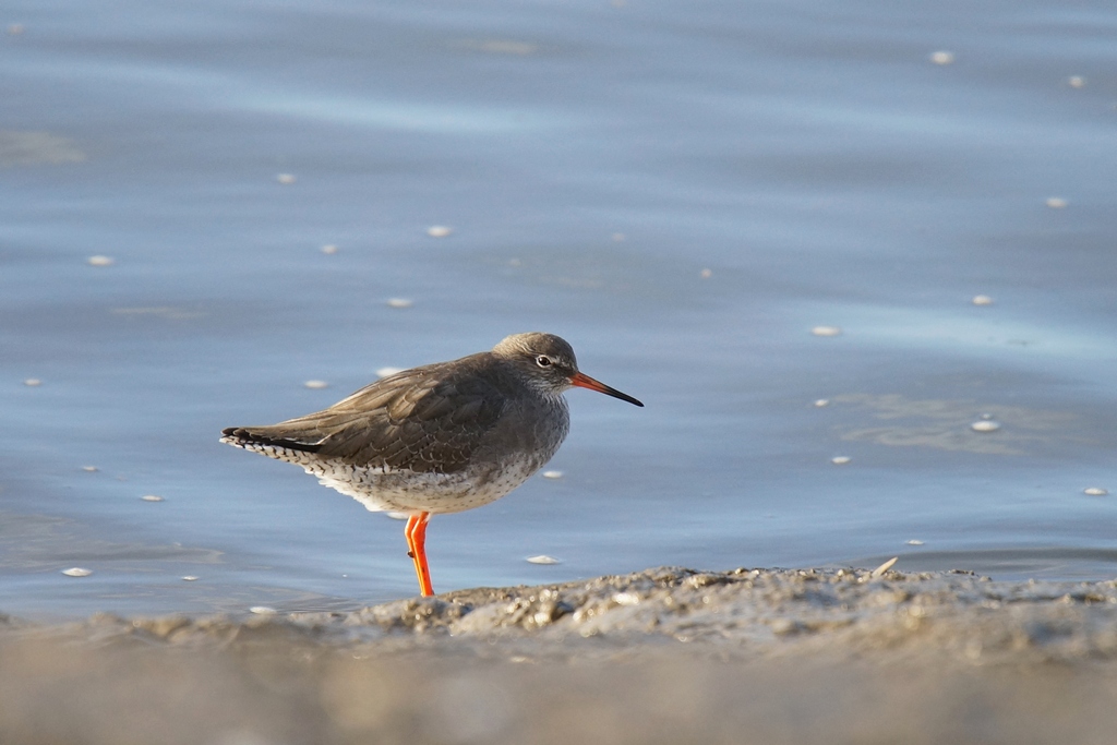 Redshank