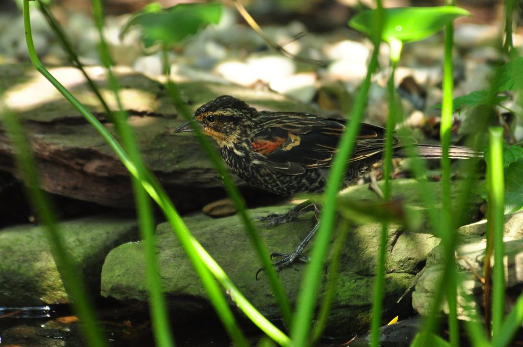 Redwing, 1st summer male