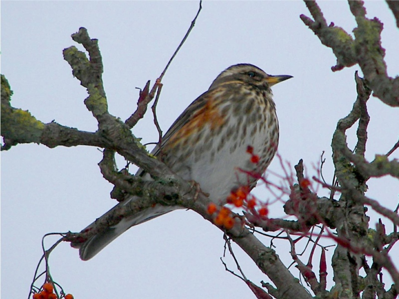 Redwing