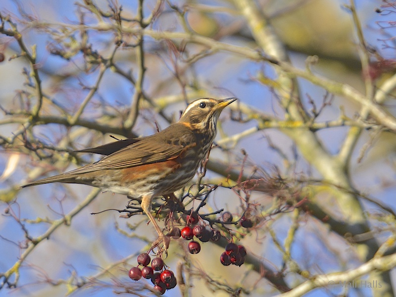 Redwing