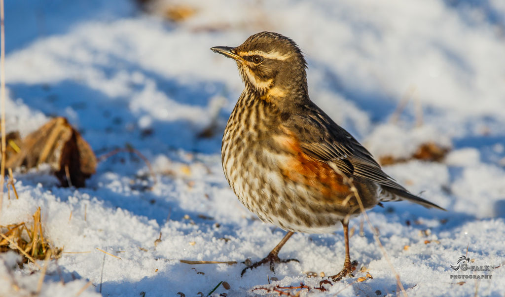 Redwing