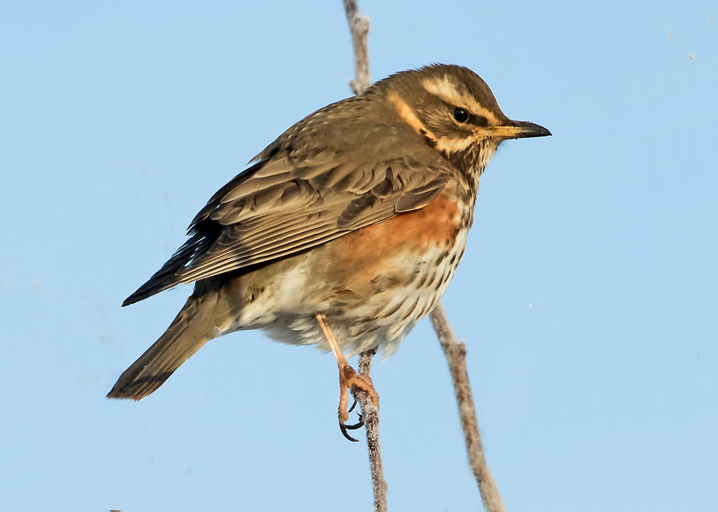 Redwing