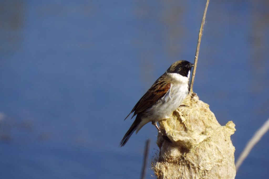 Reed bunting