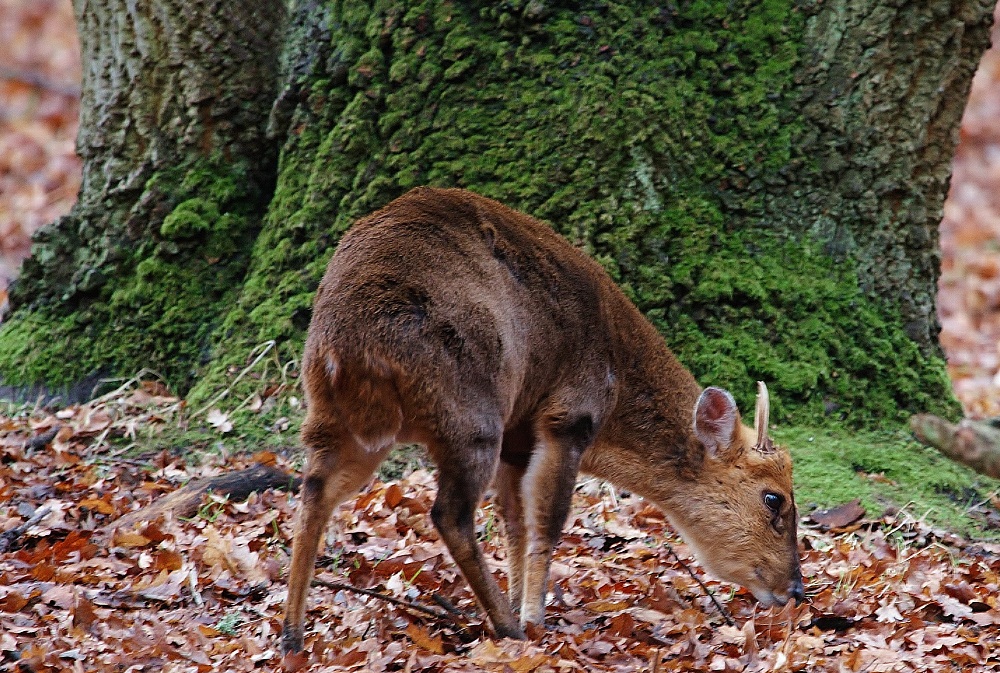 Reeve's Muntjac