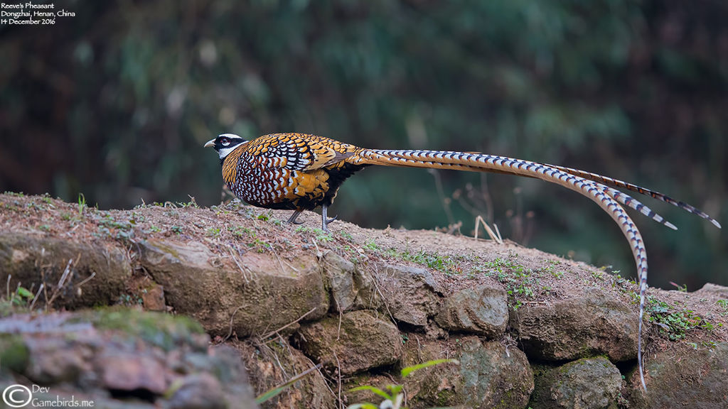 Reeves's Pheasant - Male