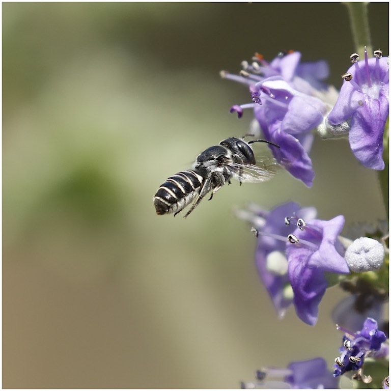 Resin Bee