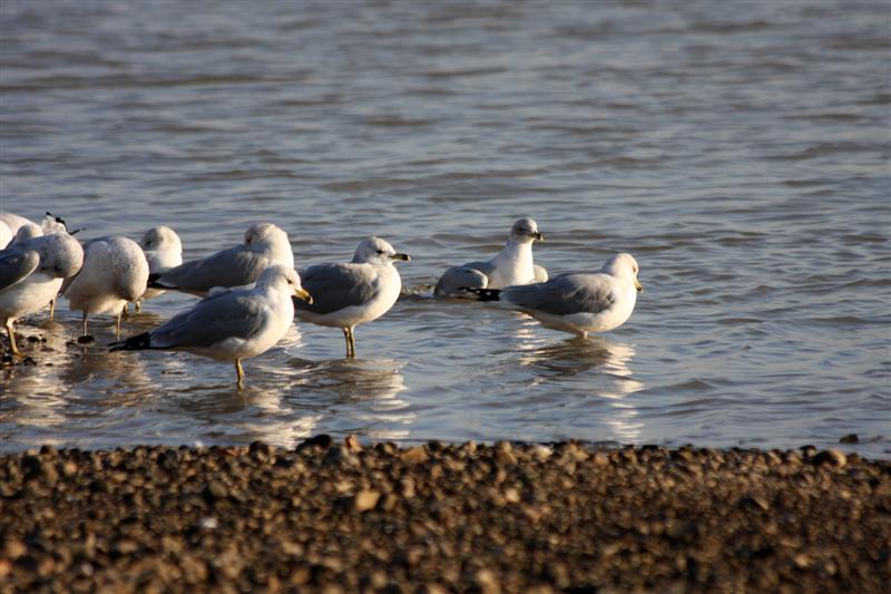 Ring billed gulls