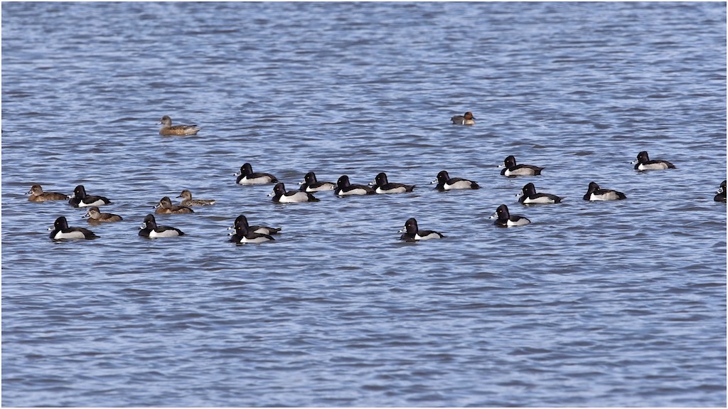 Ring-necked Ducks