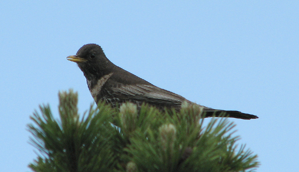 Ring Ouzel