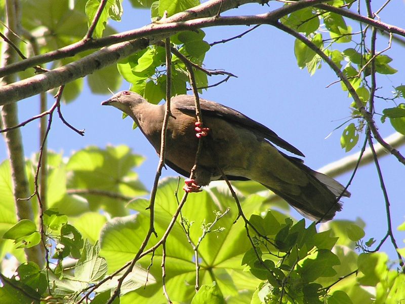 Ring-tailed Pigeon - DB