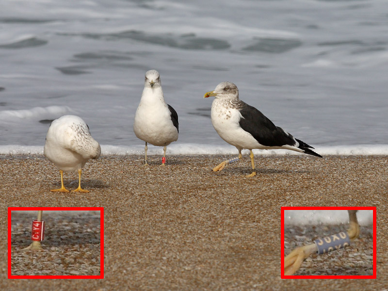 ringed Lesser Black-backed Gull form Finland and Norway