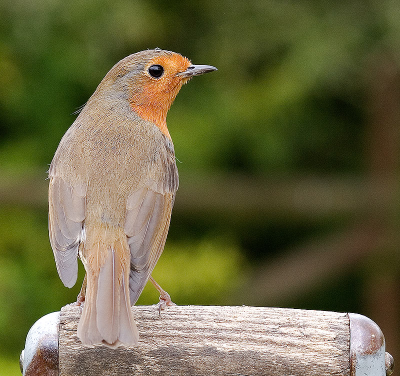 Robin