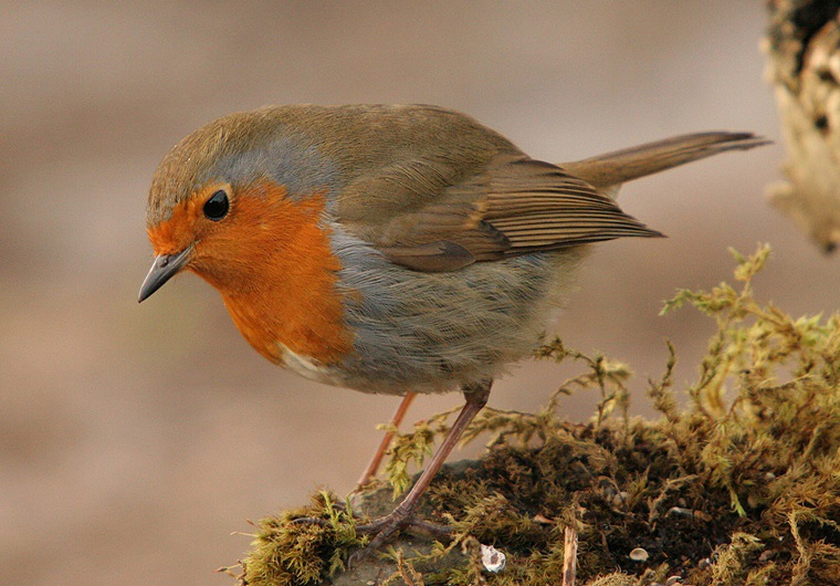 Robin