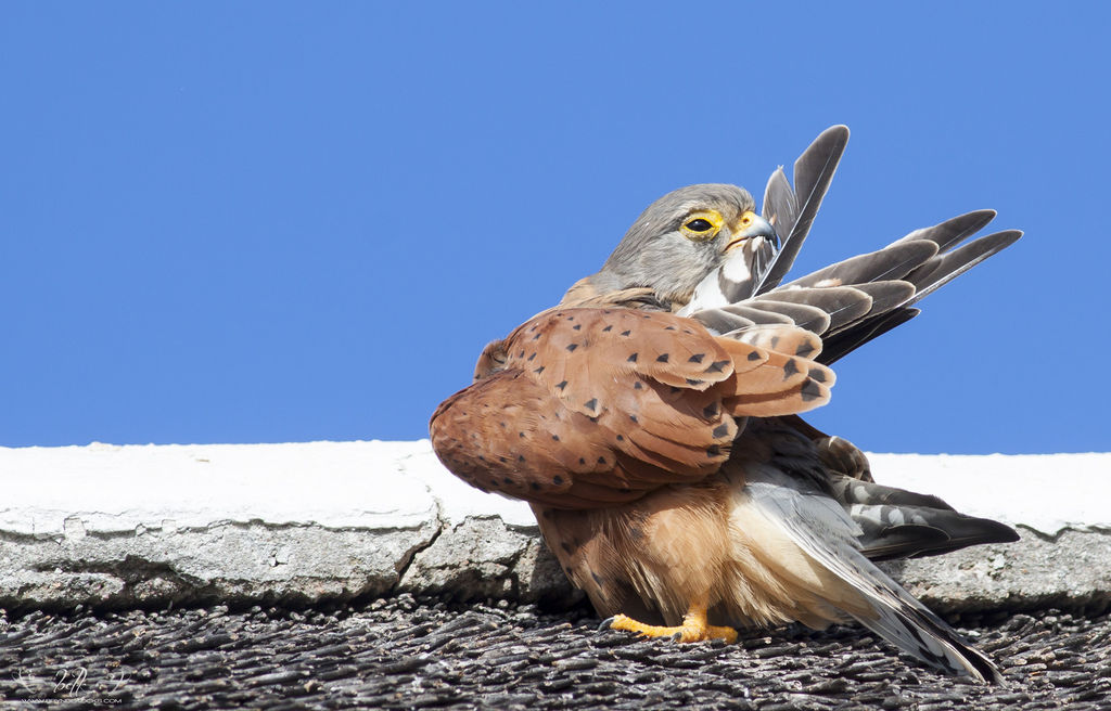 Rock Kestrel