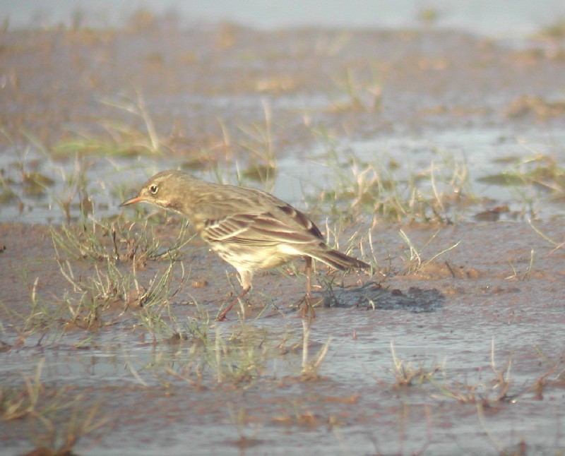 Rock pipit