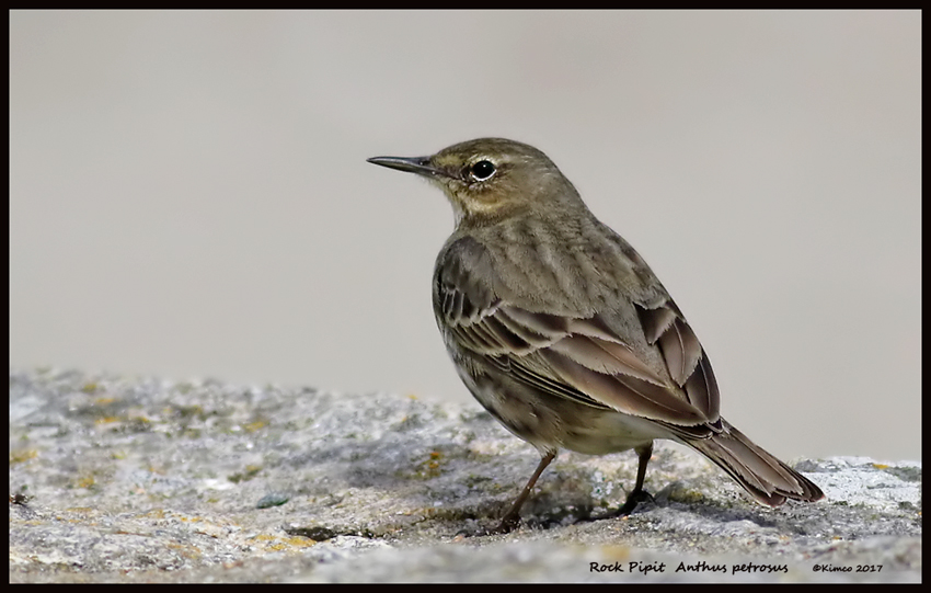 Rock Pipit