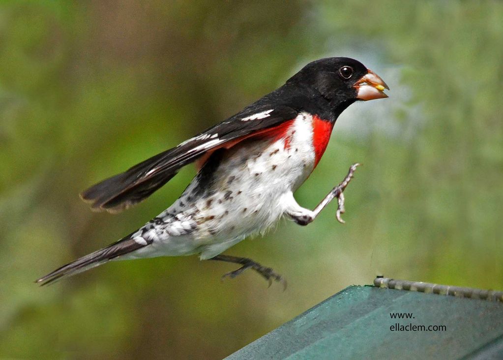 Rose-breasted Grosbeak-male