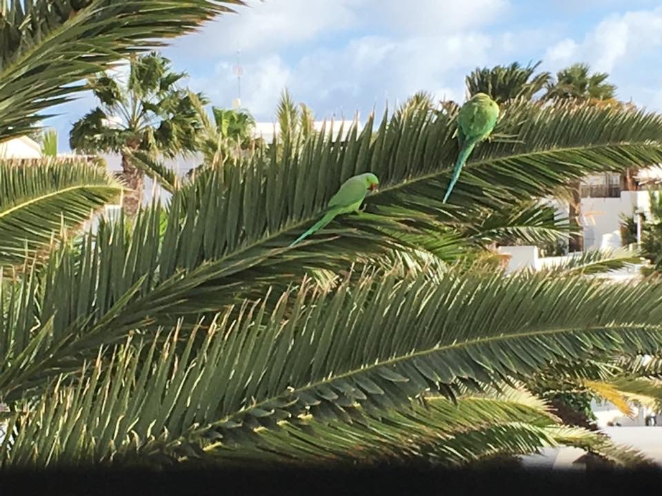 Rose Ringed Parakeets