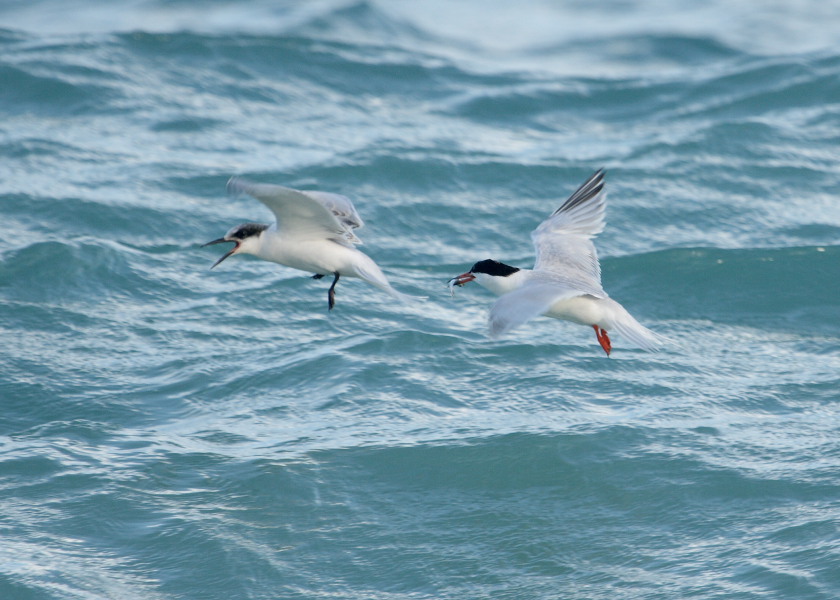 Roseate Tern feeding young #1