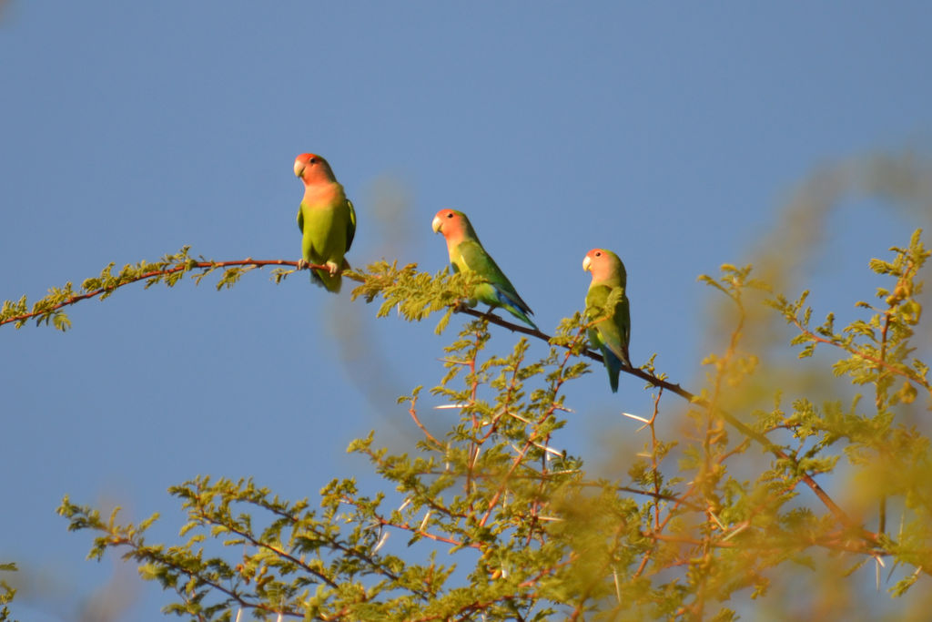 Rosy Faced Lovebirds