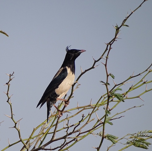 Rosy Starling