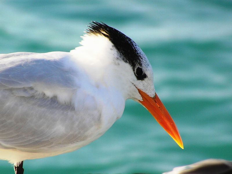 Royal Tern portrait