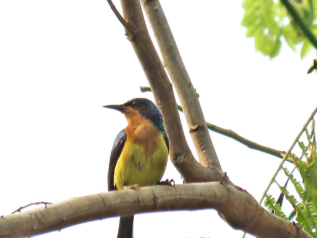 Ruby-cheeked Sunbird