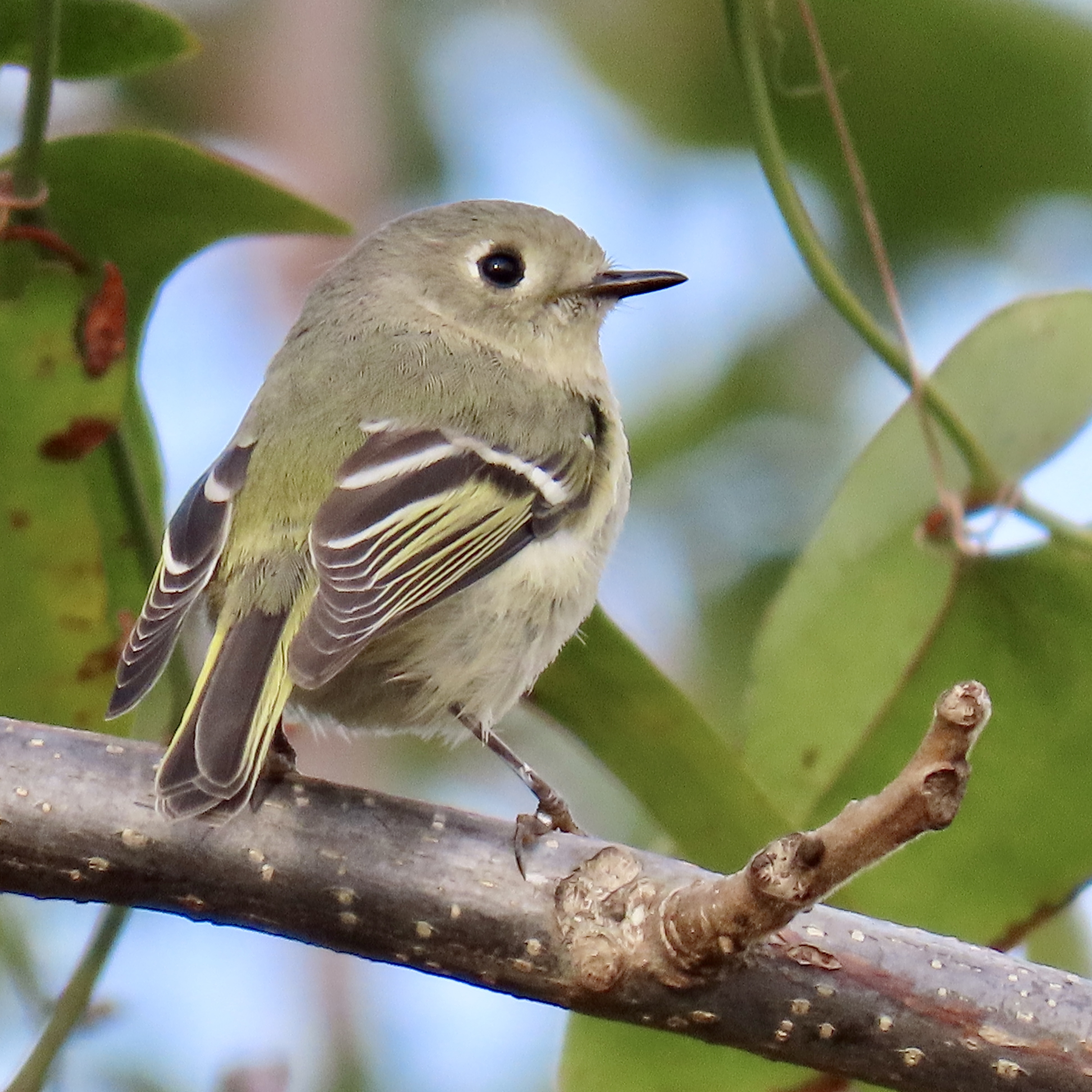 Ruby-crowned Kinglet