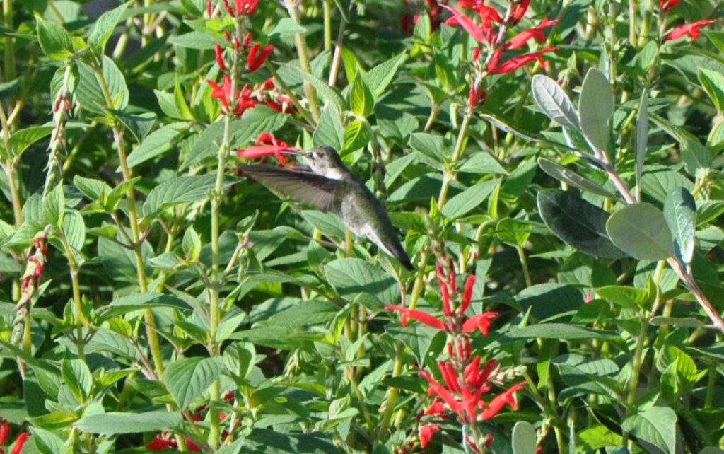 Ruby-throated hummingbird and pineapple sage