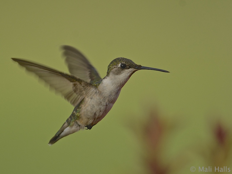 Ruby-throated Hummingbird