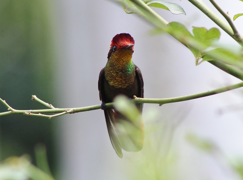 Ruby - topaz Hummingbird (male)