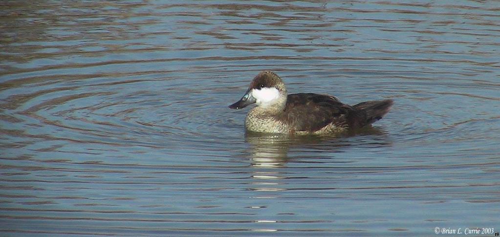 Ruddy Duck (Male-winter plummage)