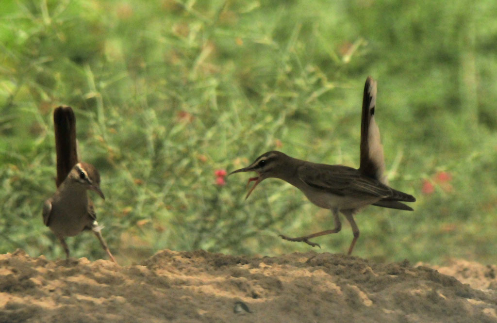 Rufous Bush Robin