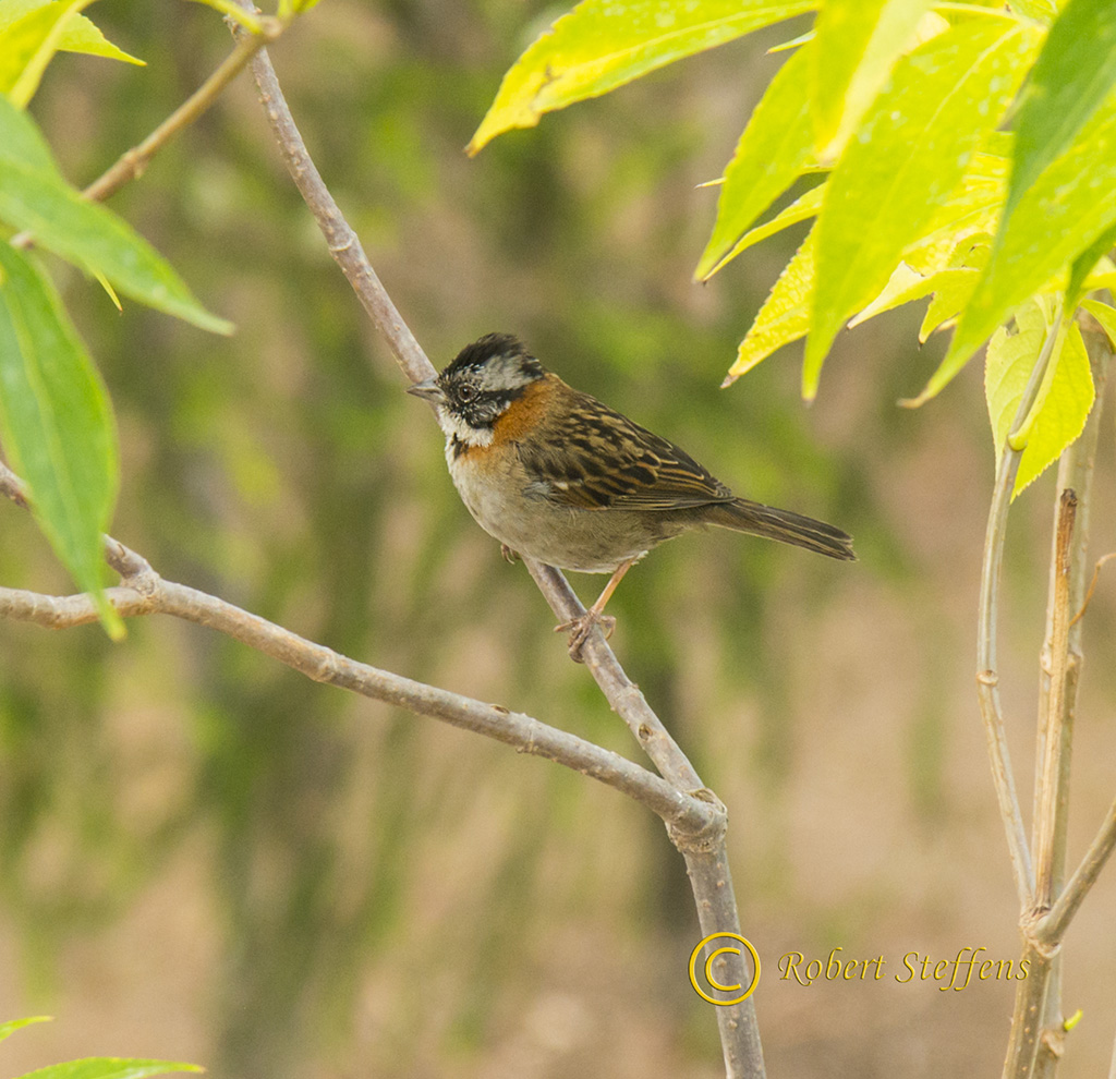 Rufous-collared Sparrow